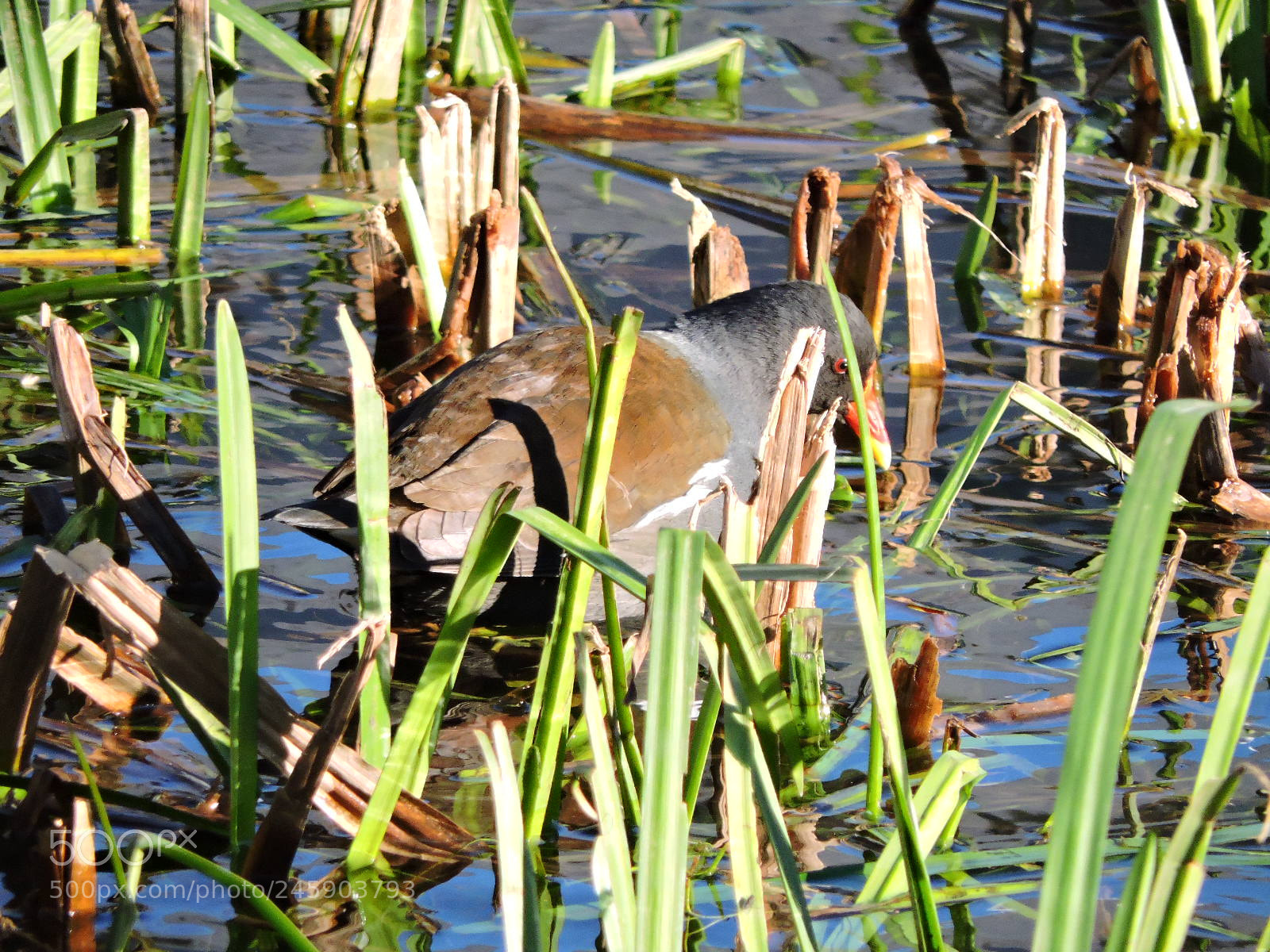 Nikon Coolpix P530 sample photo. Gallinula chloropus - common photography