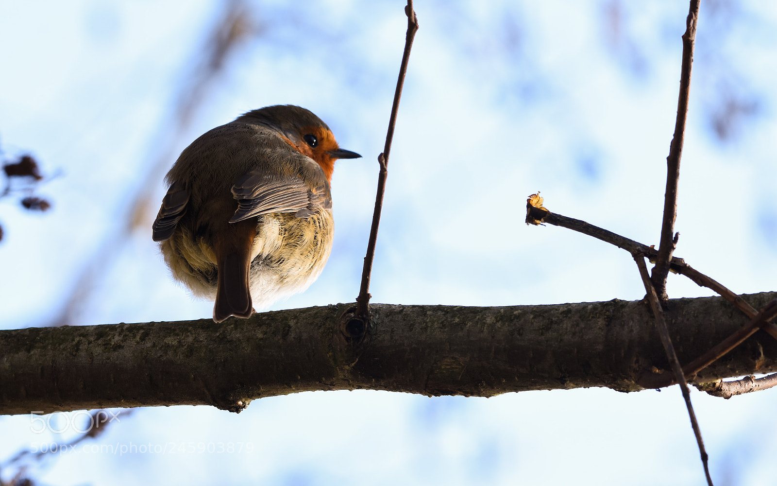 Nikon D7200 sample photo. Robin photography