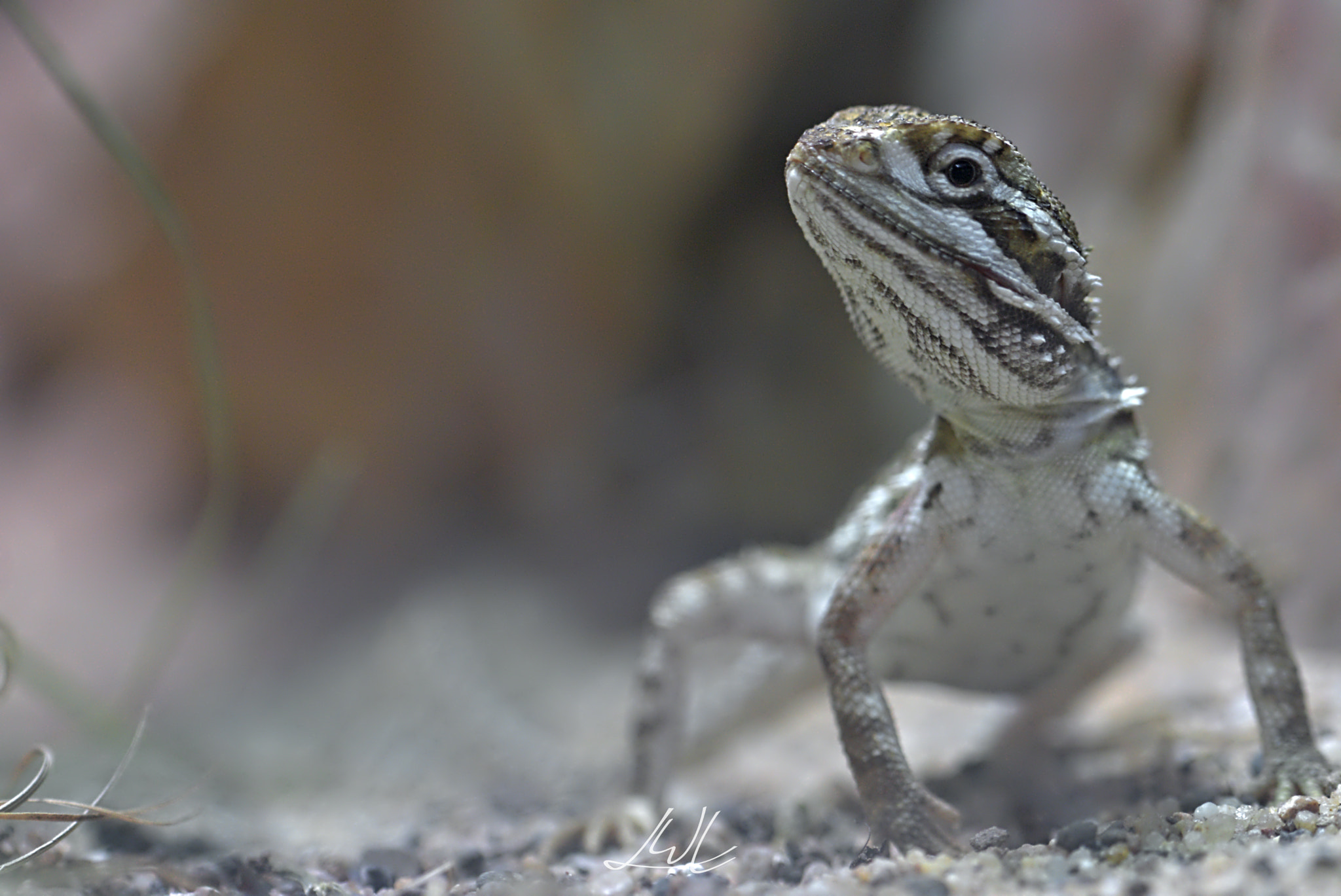 Tamron SP 90mm F2.8 Di VC USD 1:1 Macro sample photo. Bearded dragon photography