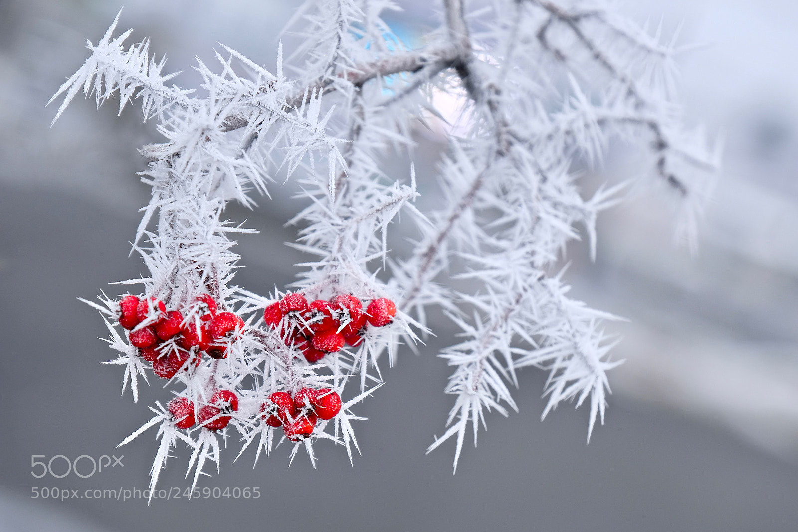 Fujifilm X-T2 sample photo. Frosty red berries photography