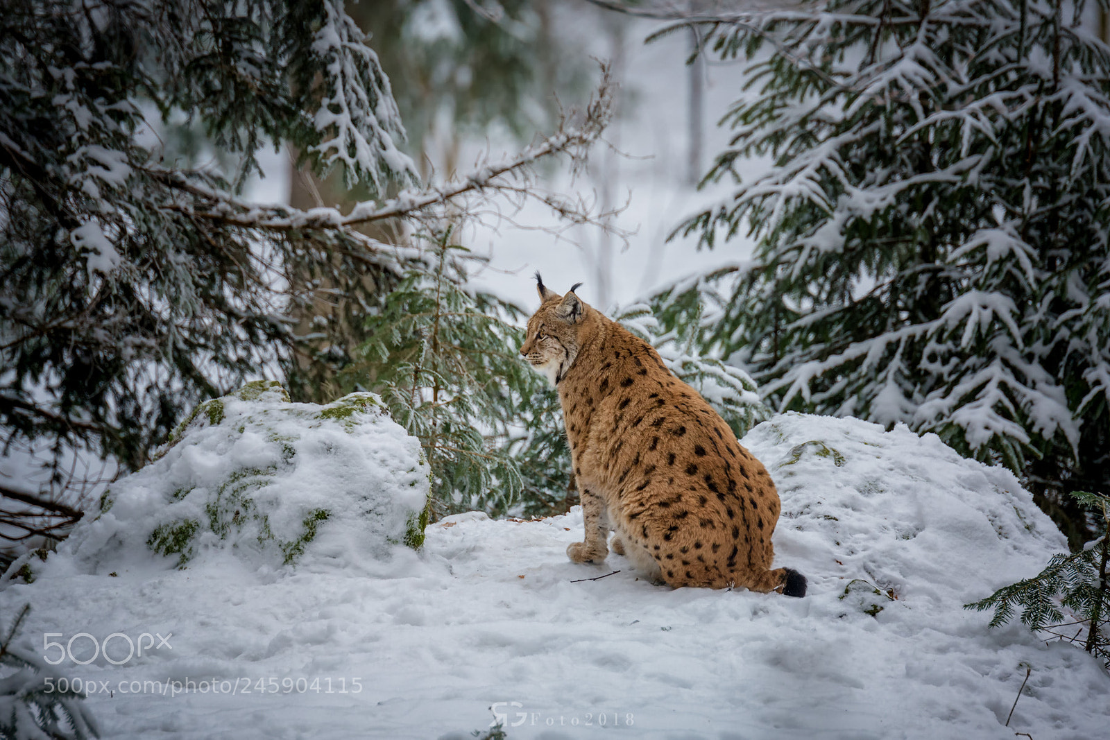 Nikon D7200 sample photo. Lynx photography