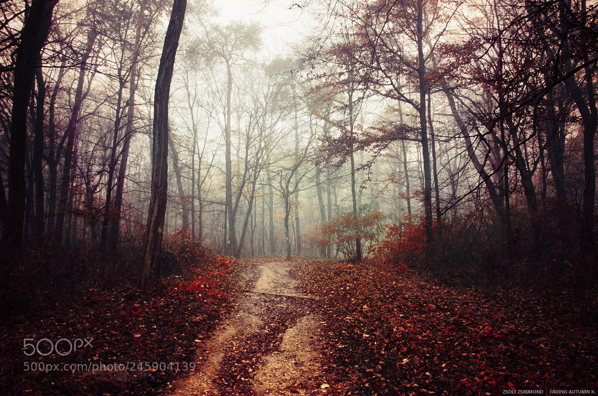Nikon D5100 sample photo. Fading autumn x. photography