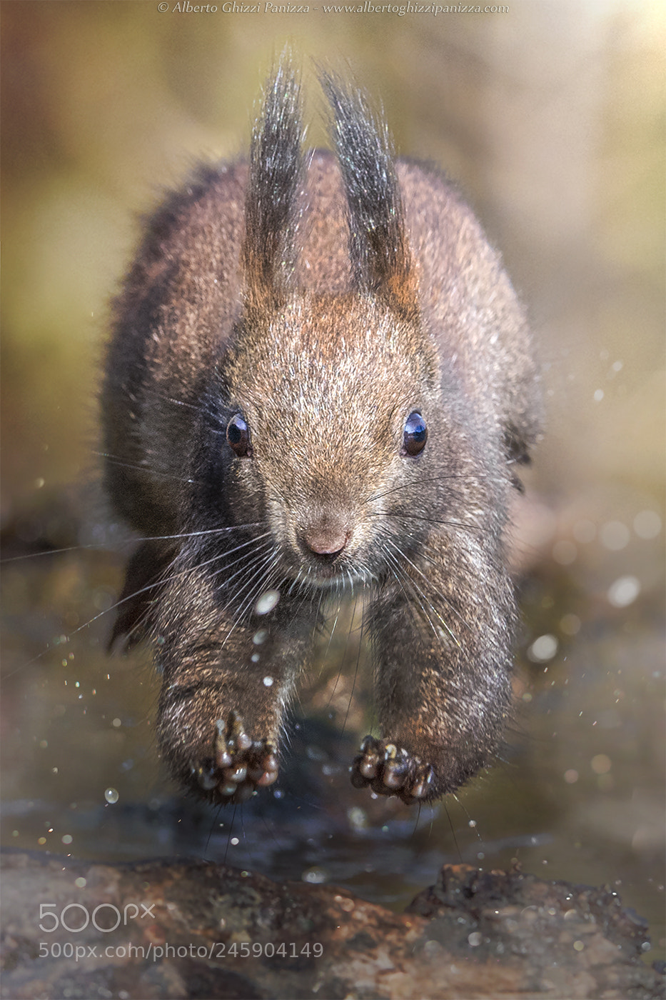 Nikon D5 sample photo. Jumping squirrel photography