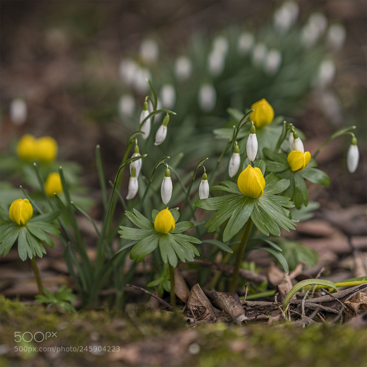 Sony a7R II sample photo. Bald frühling photography