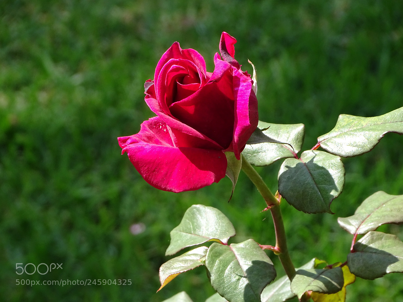 Sony Cyber-shot DSC-HX400V sample photo. Untitled photography