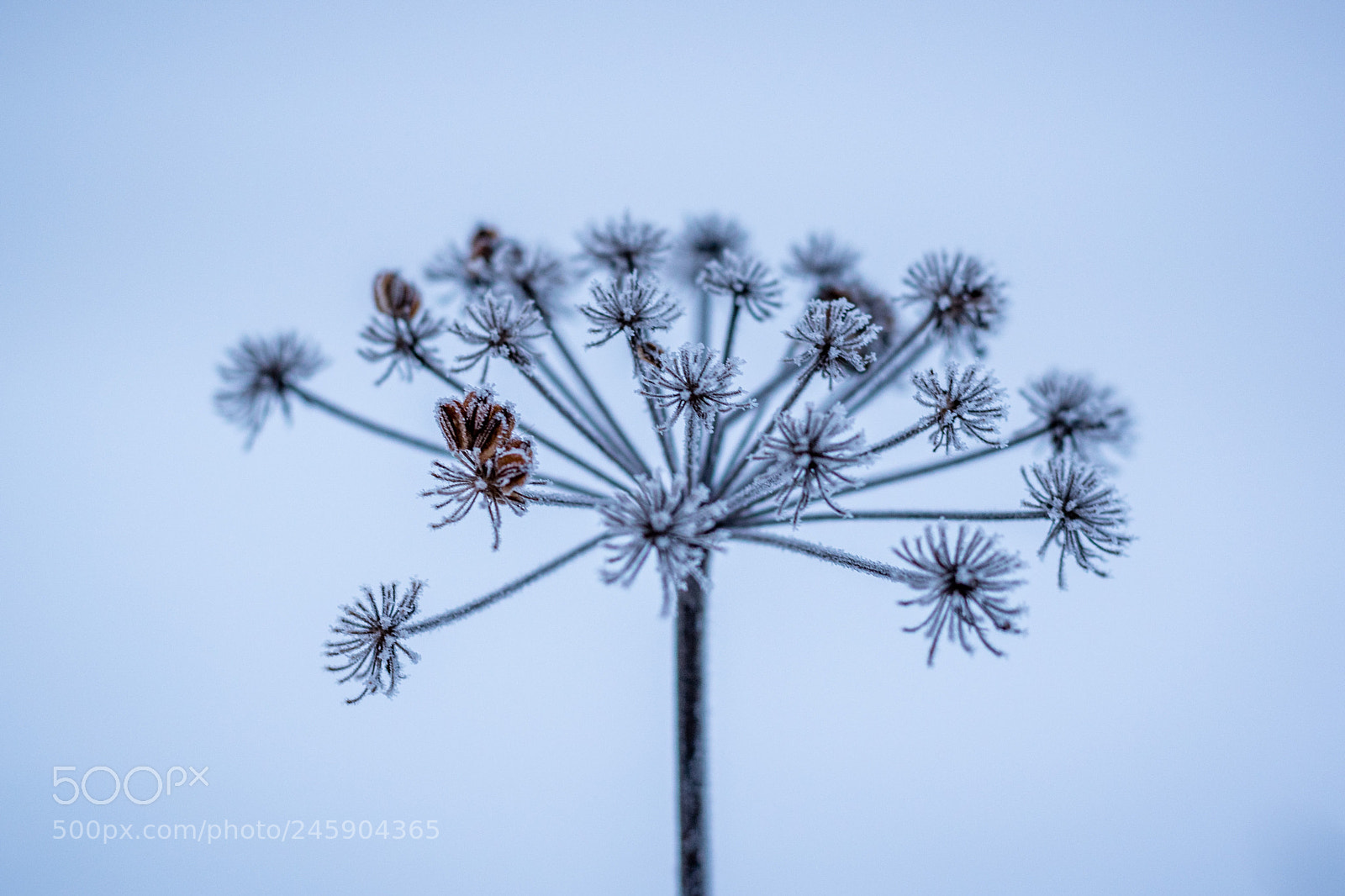 Nikon D5600 sample photo. Frozen photography