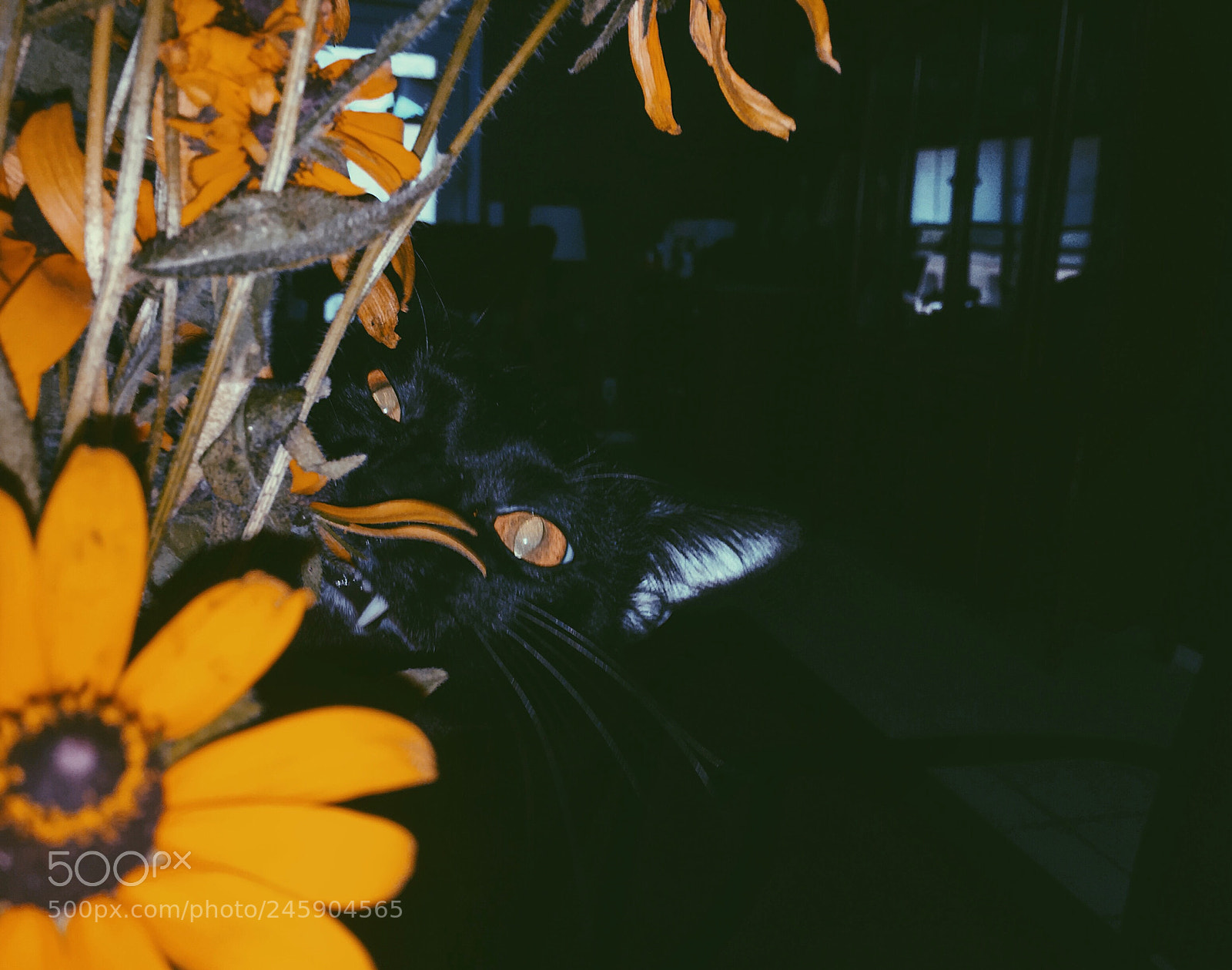 Apple iPhone 6 sample photo. Ramshackle glory and black-eyed photography