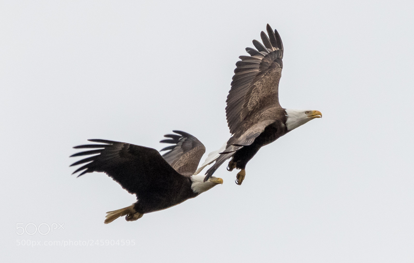 Nikon D500 sample photo. Eagles in love! photography