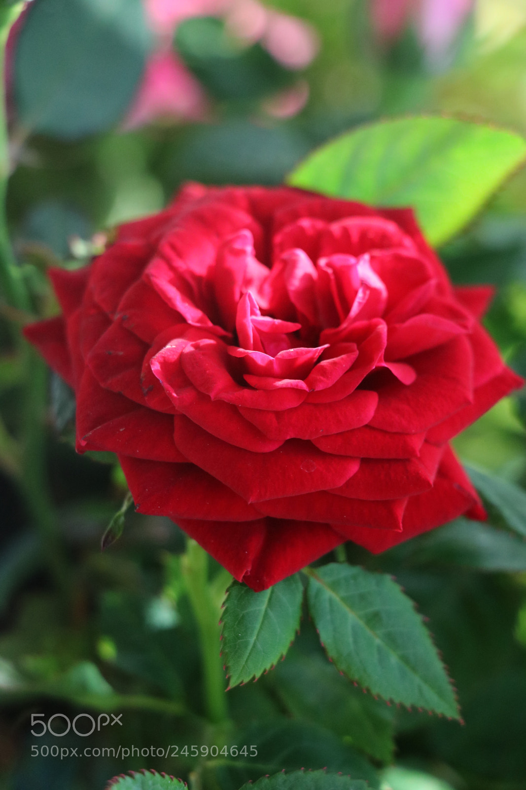 Canon EOS 750D (EOS Rebel T6i / EOS Kiss X8i) sample photo. Red beauty photography
