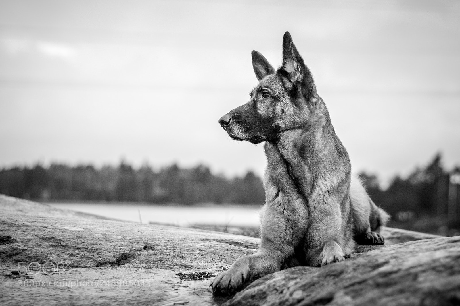 Nikon D5600 sample photo. My guardian photography