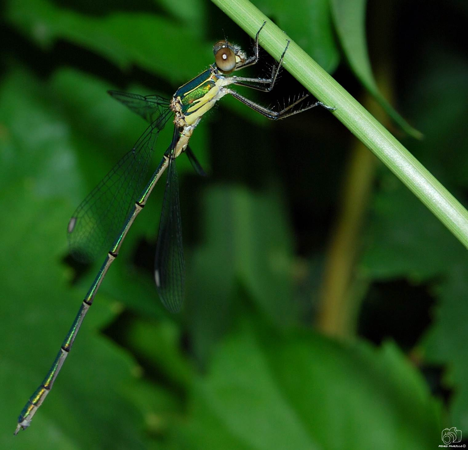 Nikon D60 sample photo. Caballito del diablo photography