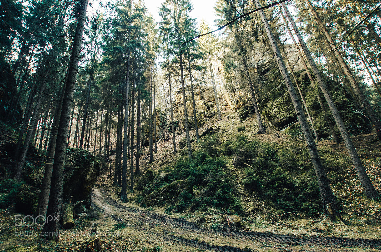 Pentax K-50 sample photo. Woods photography