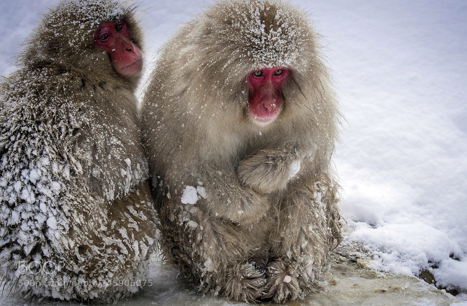 Fujifilm X-T1 sample photo. Snow monkeys in japan photography