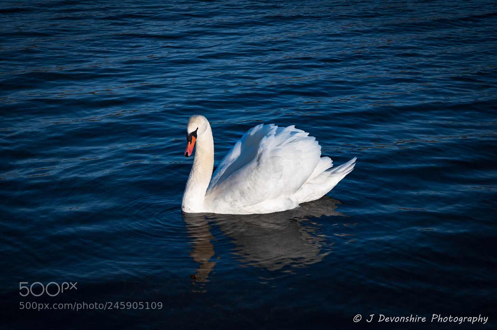Nikon D90 sample photo. Swan on water photography