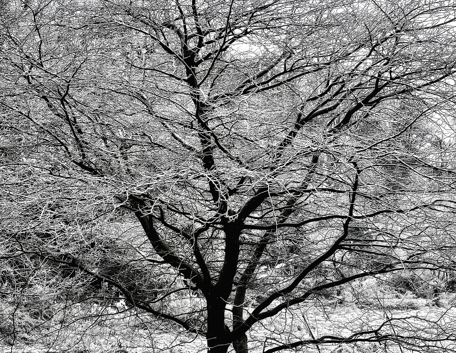 Nikon D3000 sample photo. Winter tree photography
