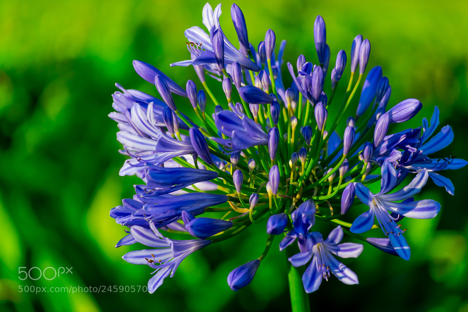 Nikon D3100 sample photo. Flower photography