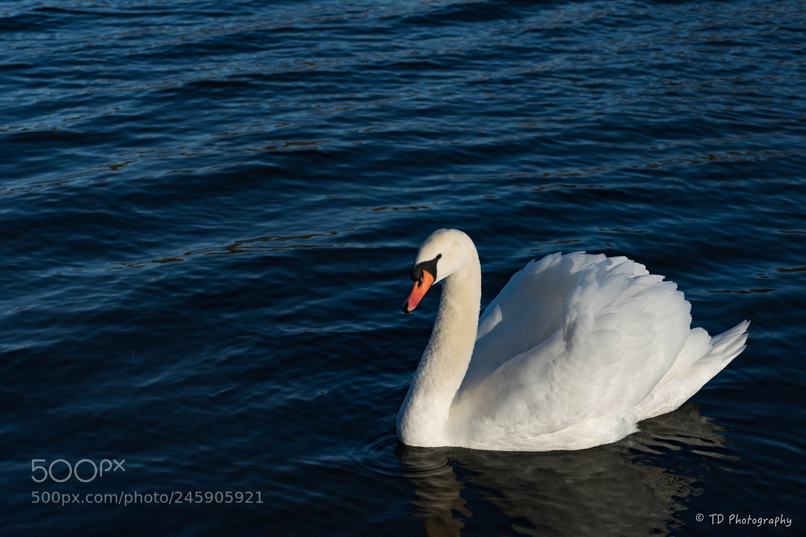 Nikon D7500 sample photo. Majestic swan on the photography