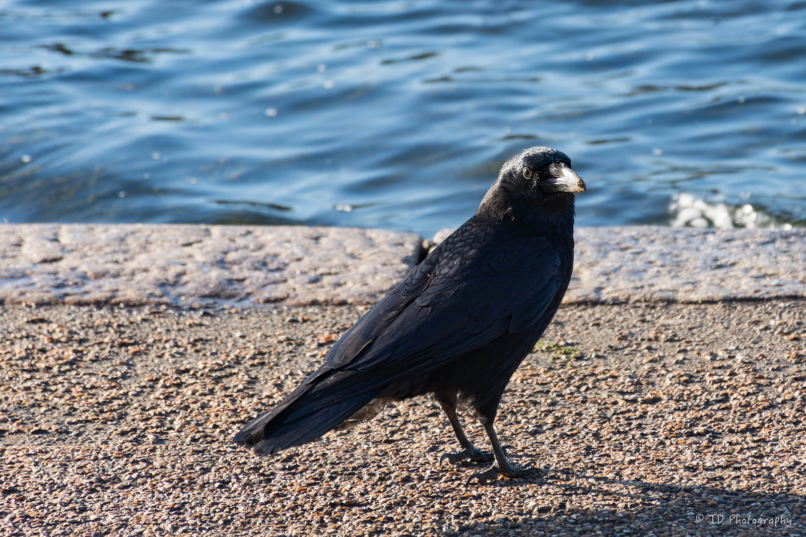 Nikon D7500 sample photo. Black bird. photography