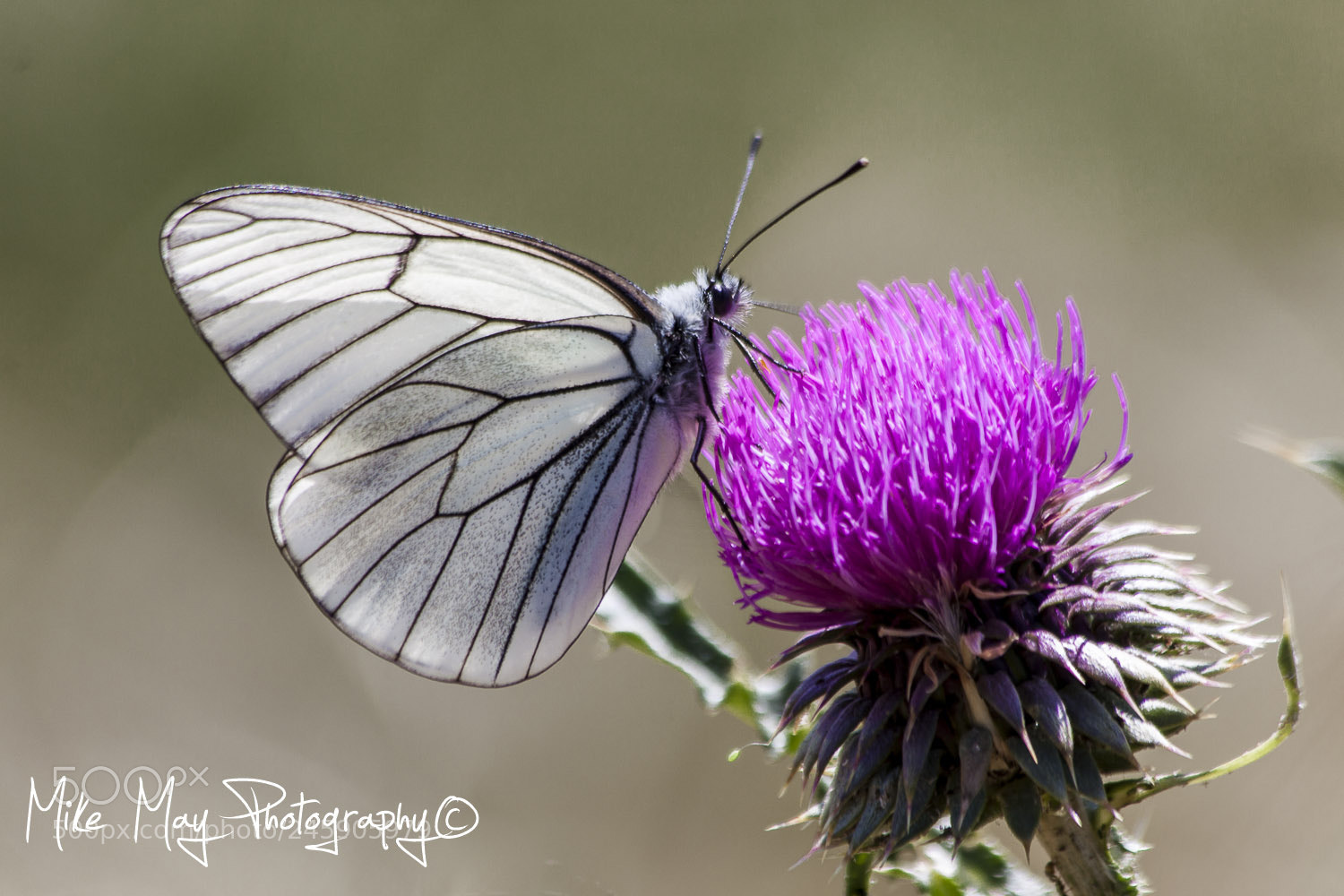 Canon EOS 50D sample photo. The thistle and the photography