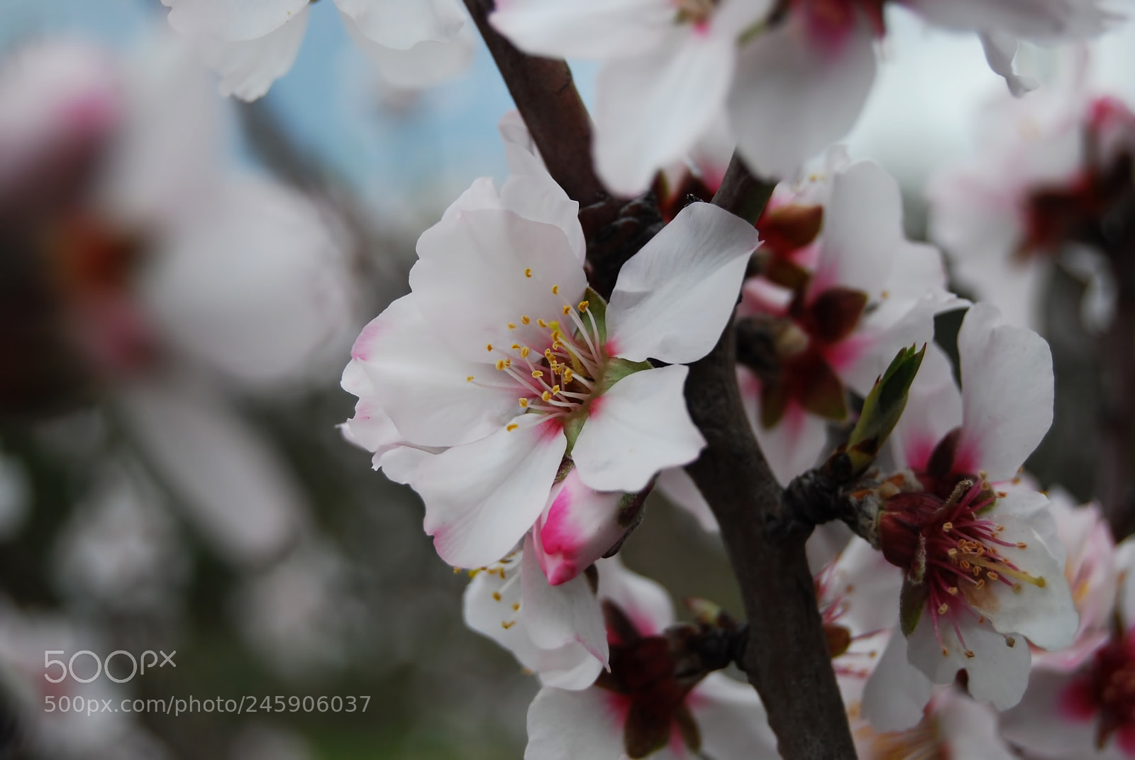 Nikon D40X sample photo. Almond blossoms photography