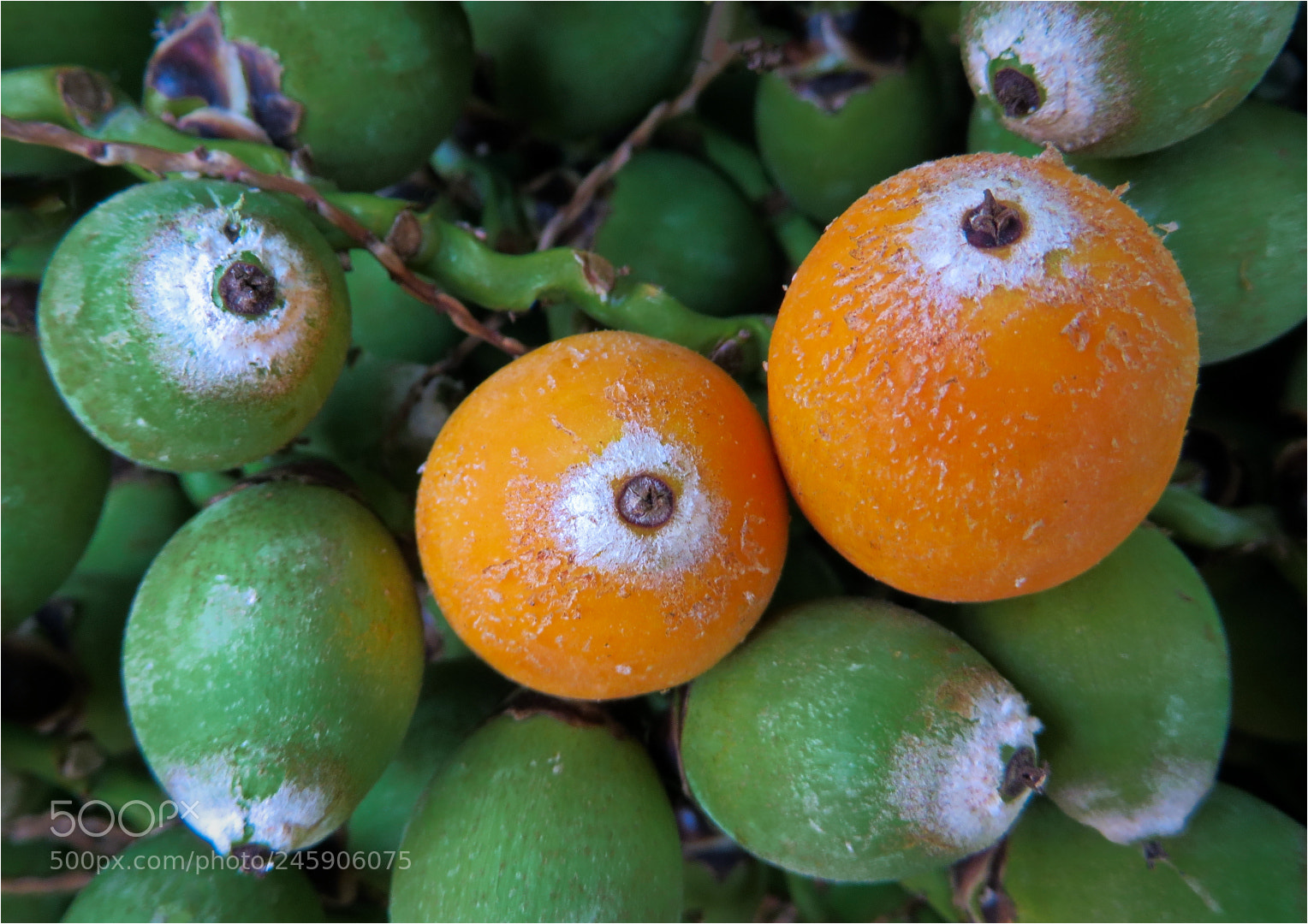 Canon PowerShot SX270 HS sample photo. Palm tree seeds. photography