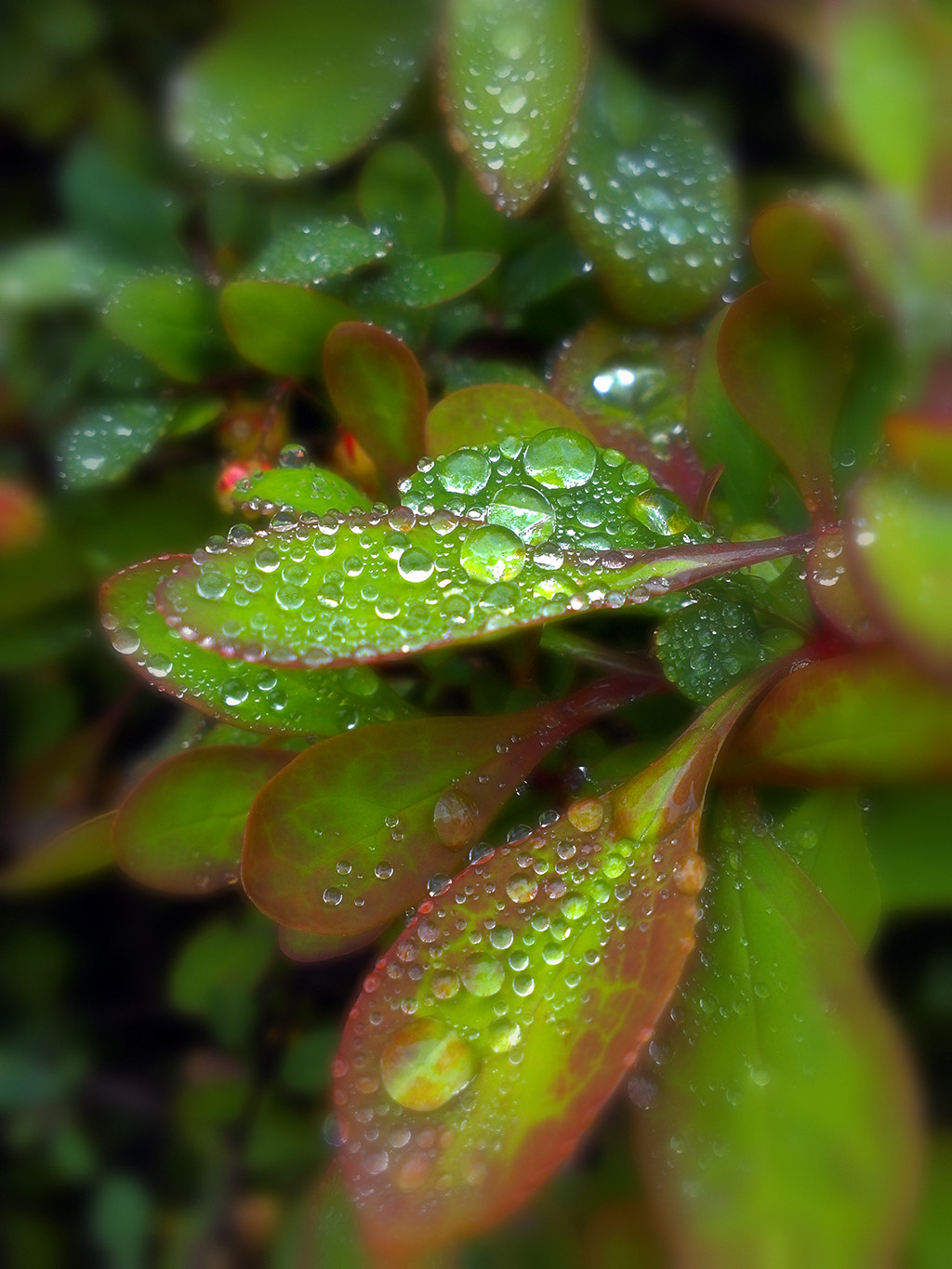 HTC ONE S sample photo. Rain drops photography