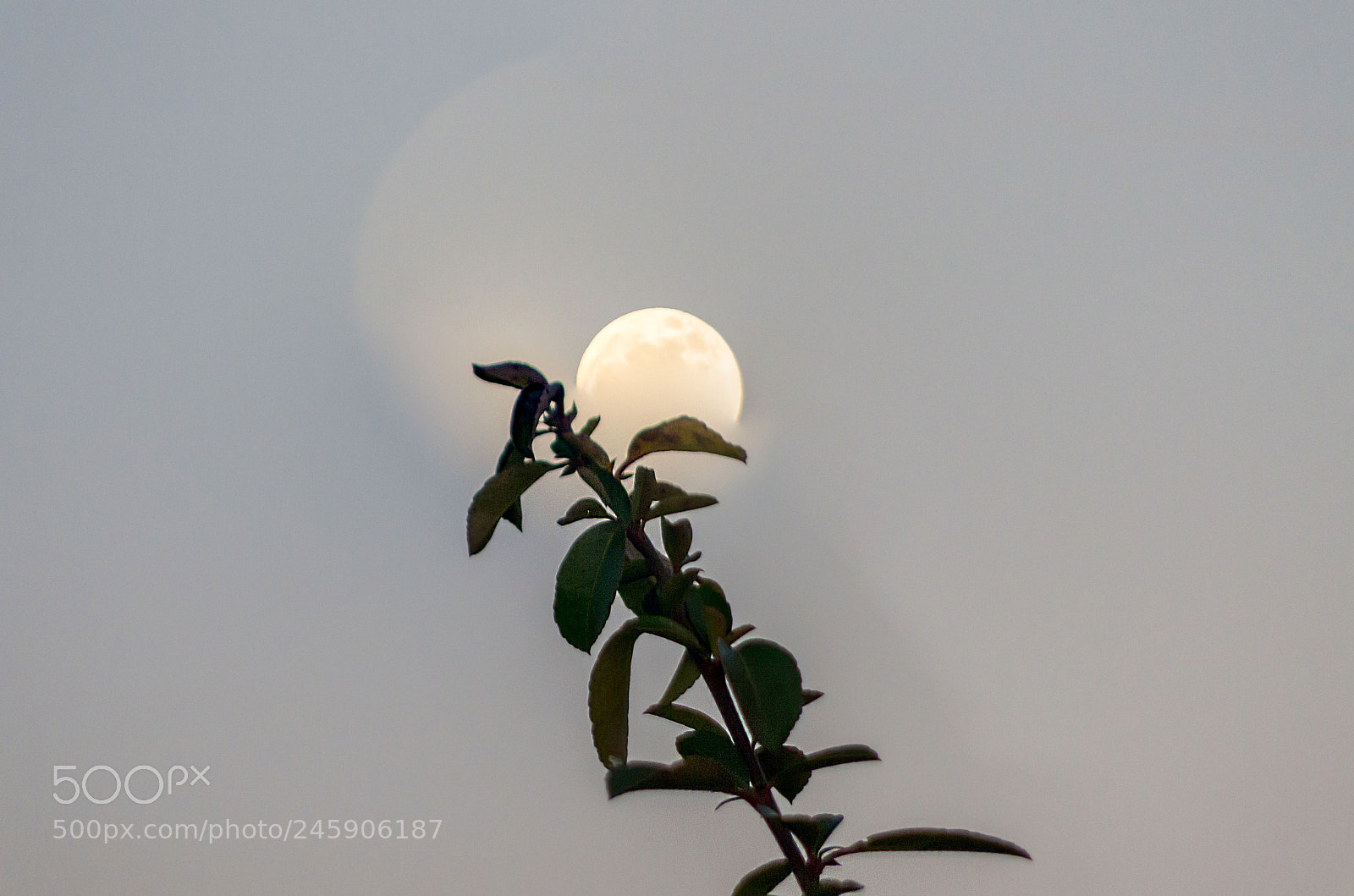 Pentax K-5 II sample photo. Branch of the plant photography