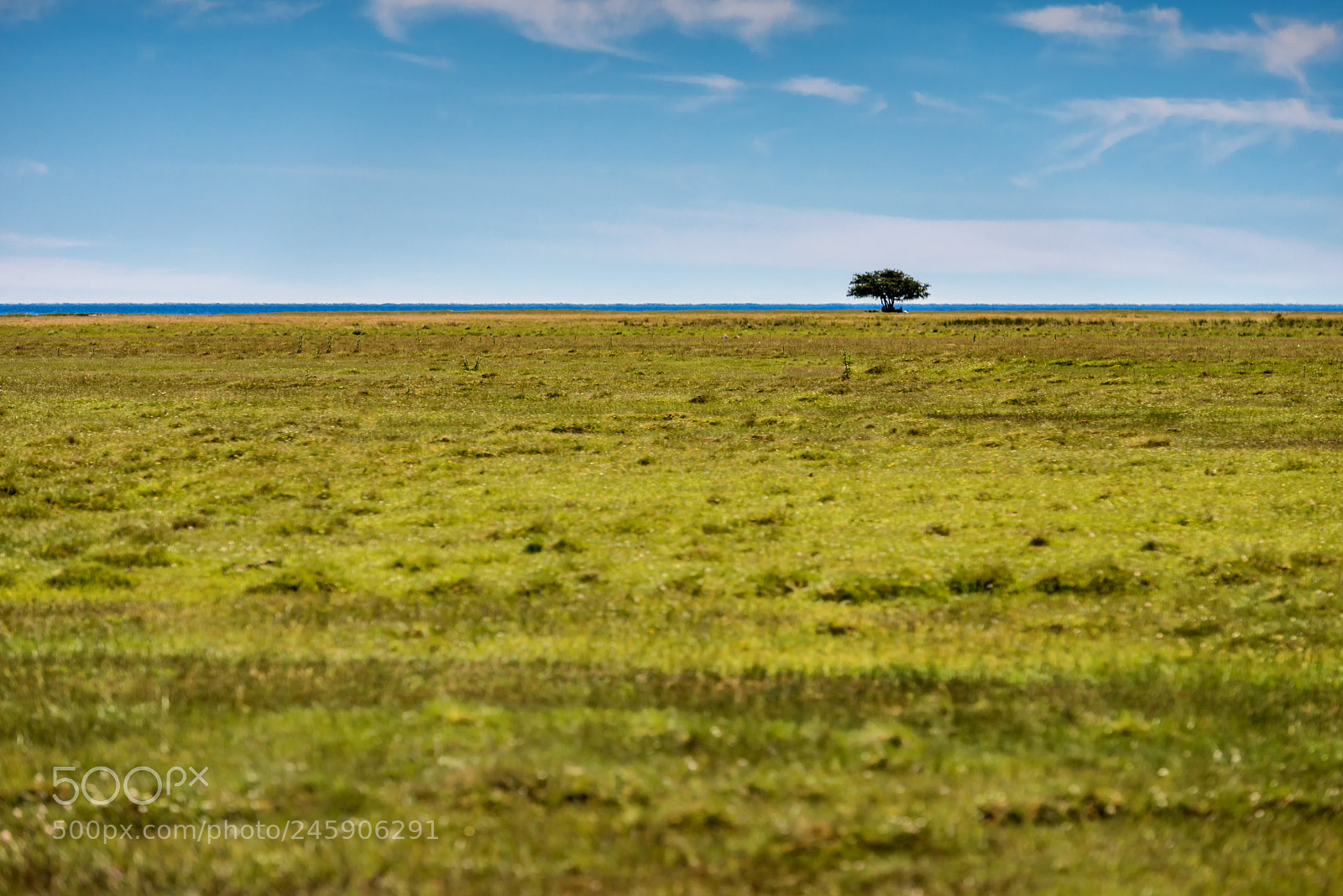 Nikon D800E sample photo. Alone.... photography