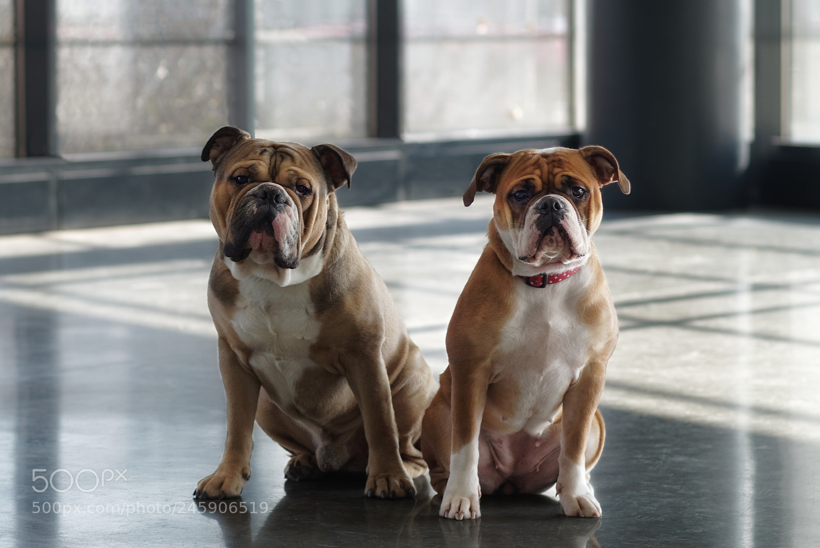 Pentax K-50 sample photo. Bulldogportrait photography