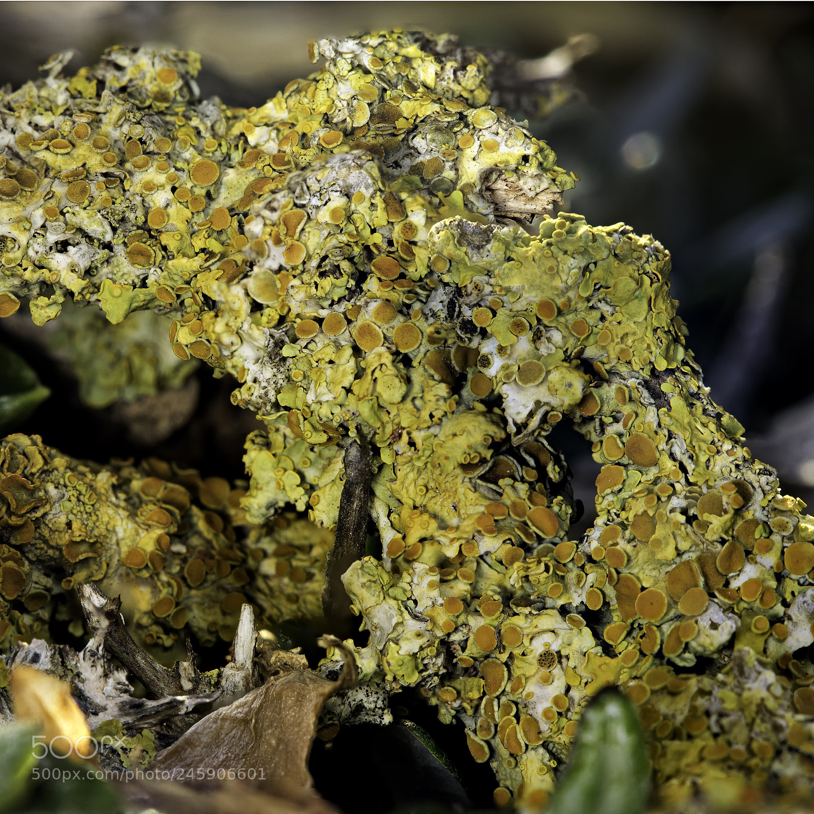 Canon EOS 7D Mark II sample photo. Lichen pembroke plants photography