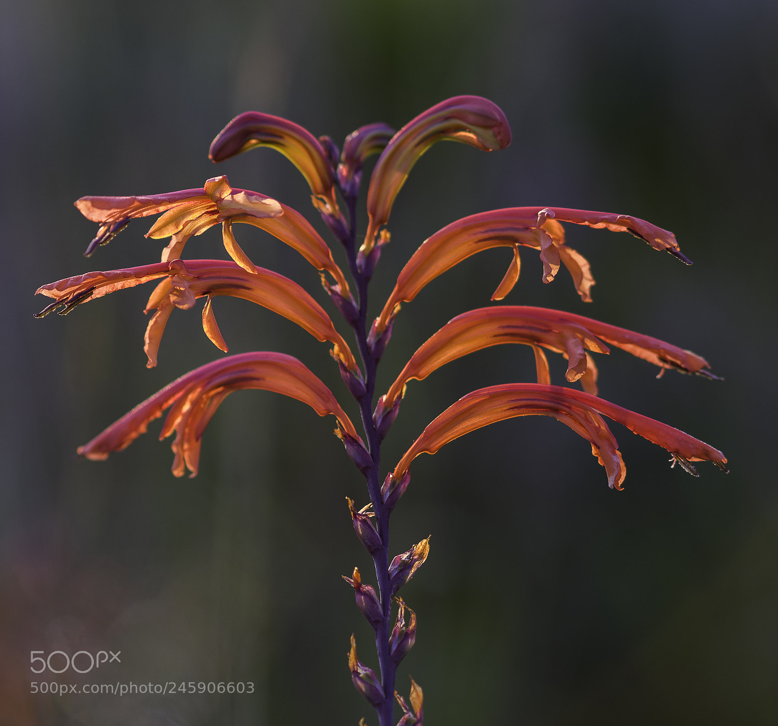 Canon EOS 7D Mark II sample photo. Chasmanthe floribunda flower photography