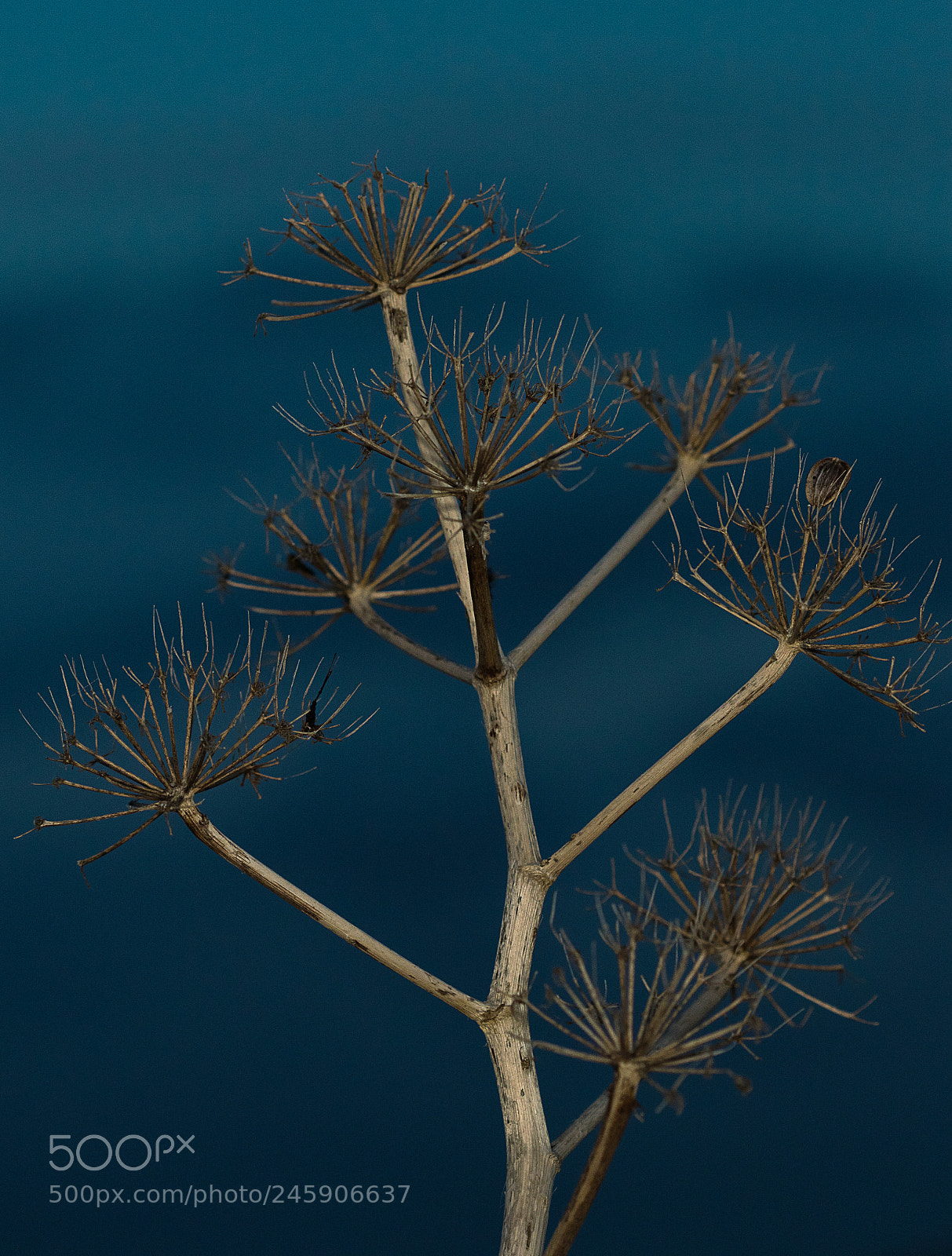Canon EOS 7D Mark II sample photo. Bare fennel photography