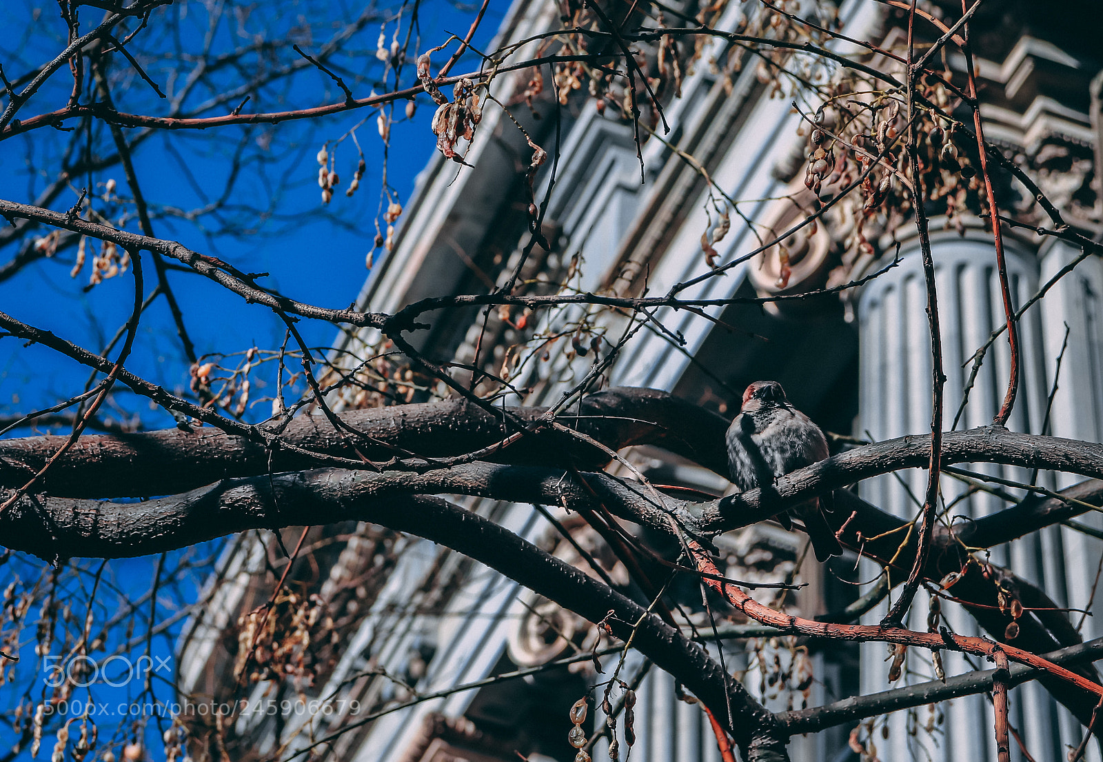 Canon EOS 77D (EOS 9000D / EOS 770D) sample photo. Hidden bird - madrid photography