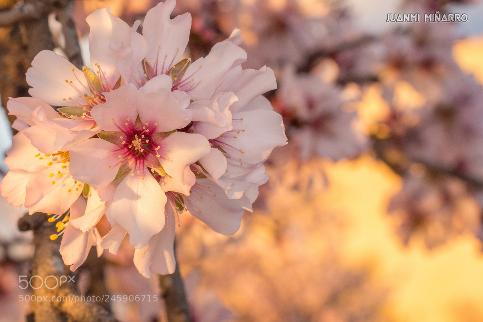 Nikon D7200 sample photo. Almond blossom - flor photography