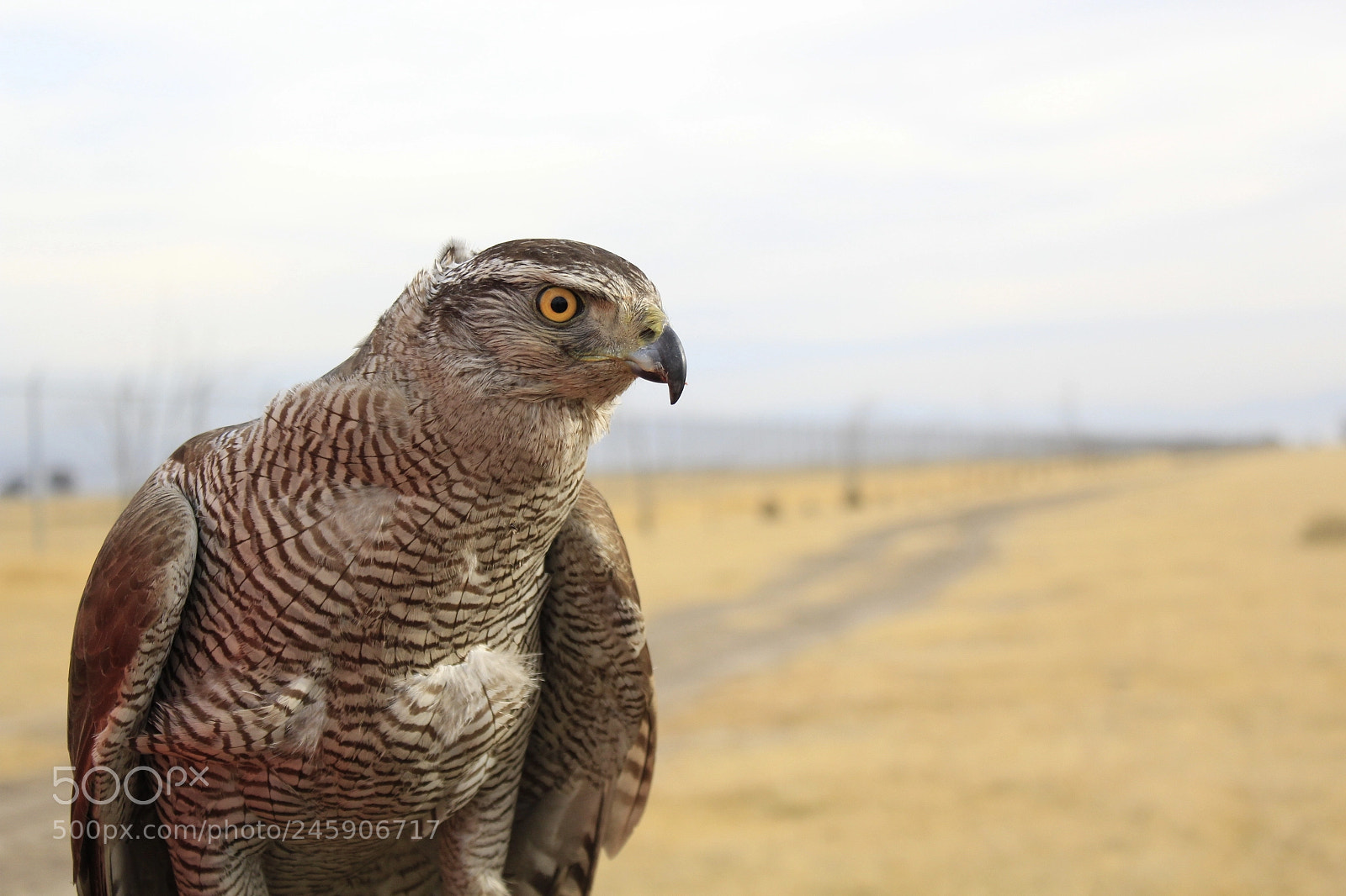 Canon EOS 1200D (EOS Rebel T5 / EOS Kiss X70 / EOS Hi) sample photo. Accipiter gentilis photography