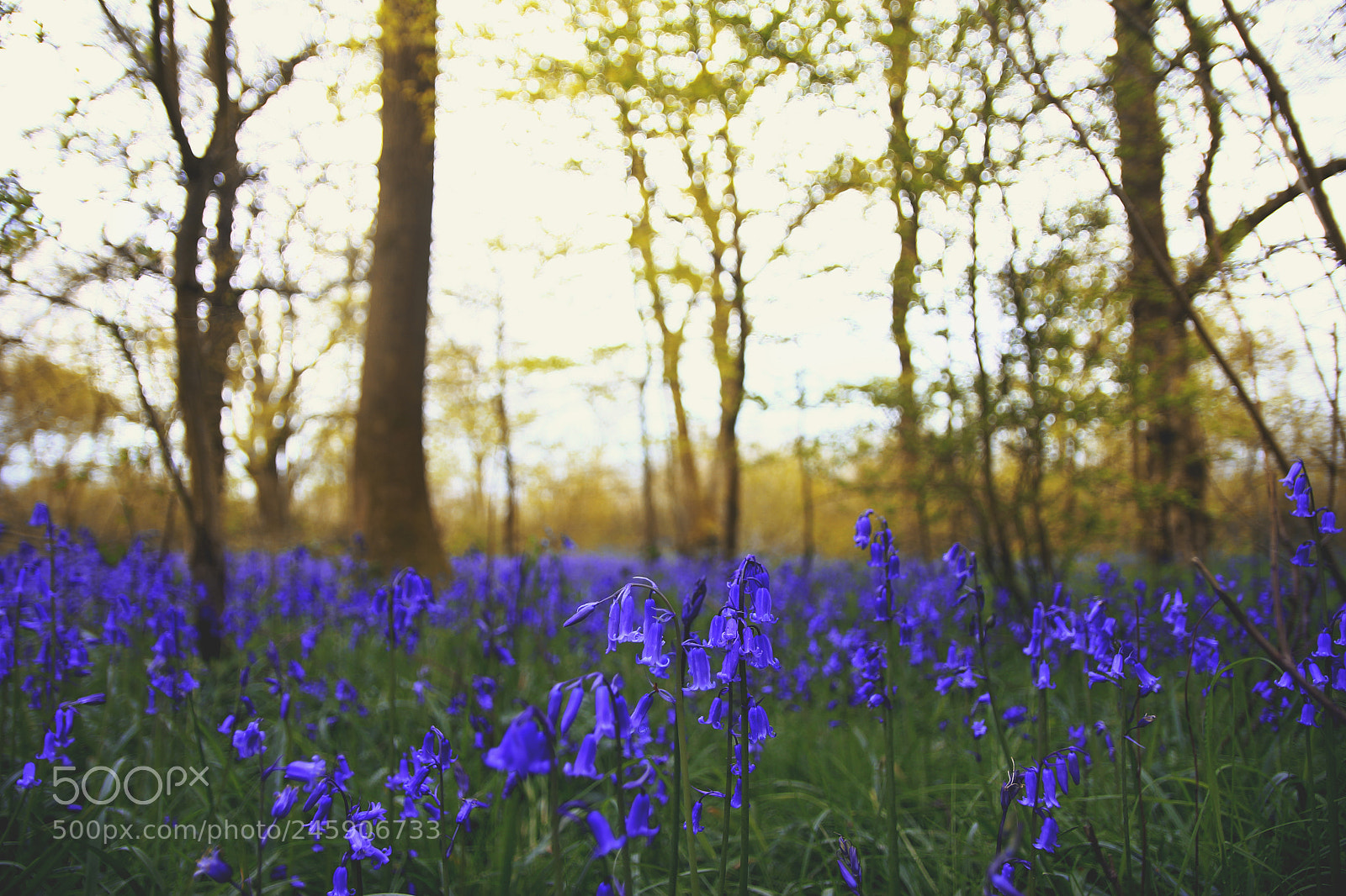 Canon EOS 60D sample photo. 16 photography