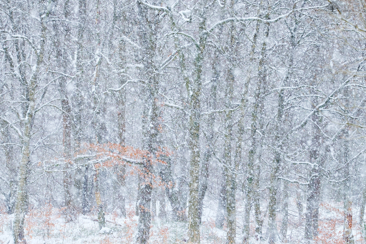 Fujifilm X-T1 sample photo. Enjoy the winter photography