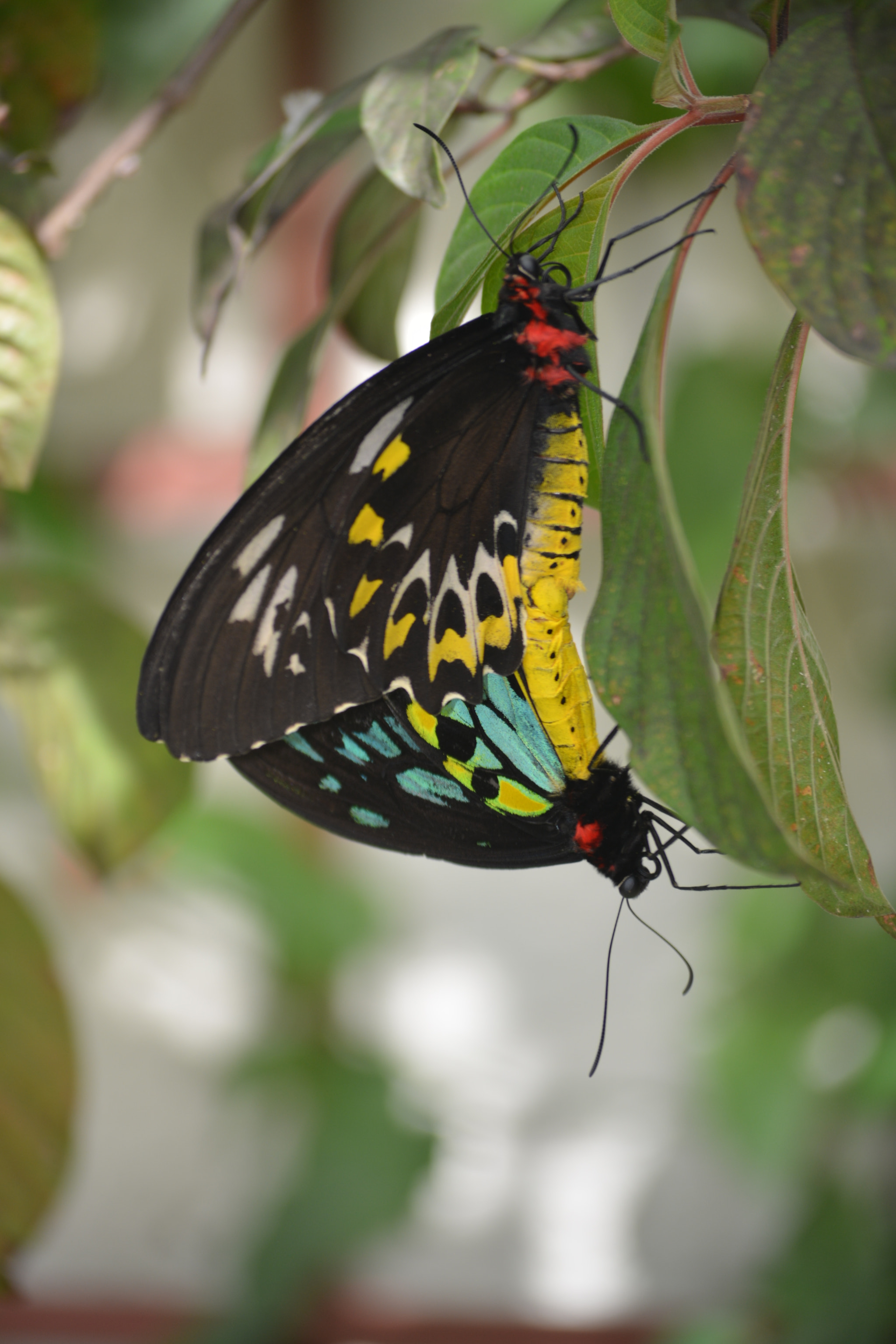 Nikon D5200 sample photo. Caught in the act! photography