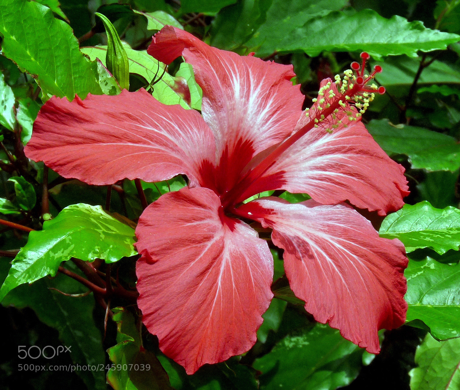 Panasonic Lumix DMC-FZ28 sample photo. National botanic gardens dublin photography