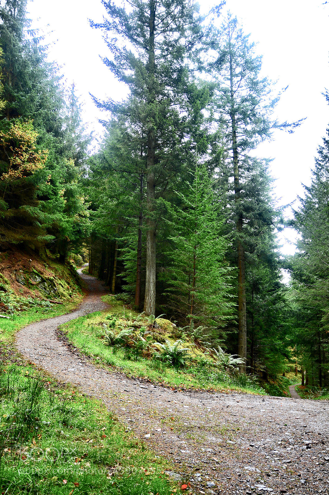 Nikon D7100 sample photo. Dodd wood, lake district photography