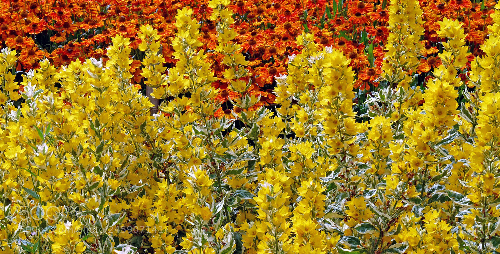 Panasonic Lumix DMC-FZ28 sample photo. National botanic gardens dublin photography