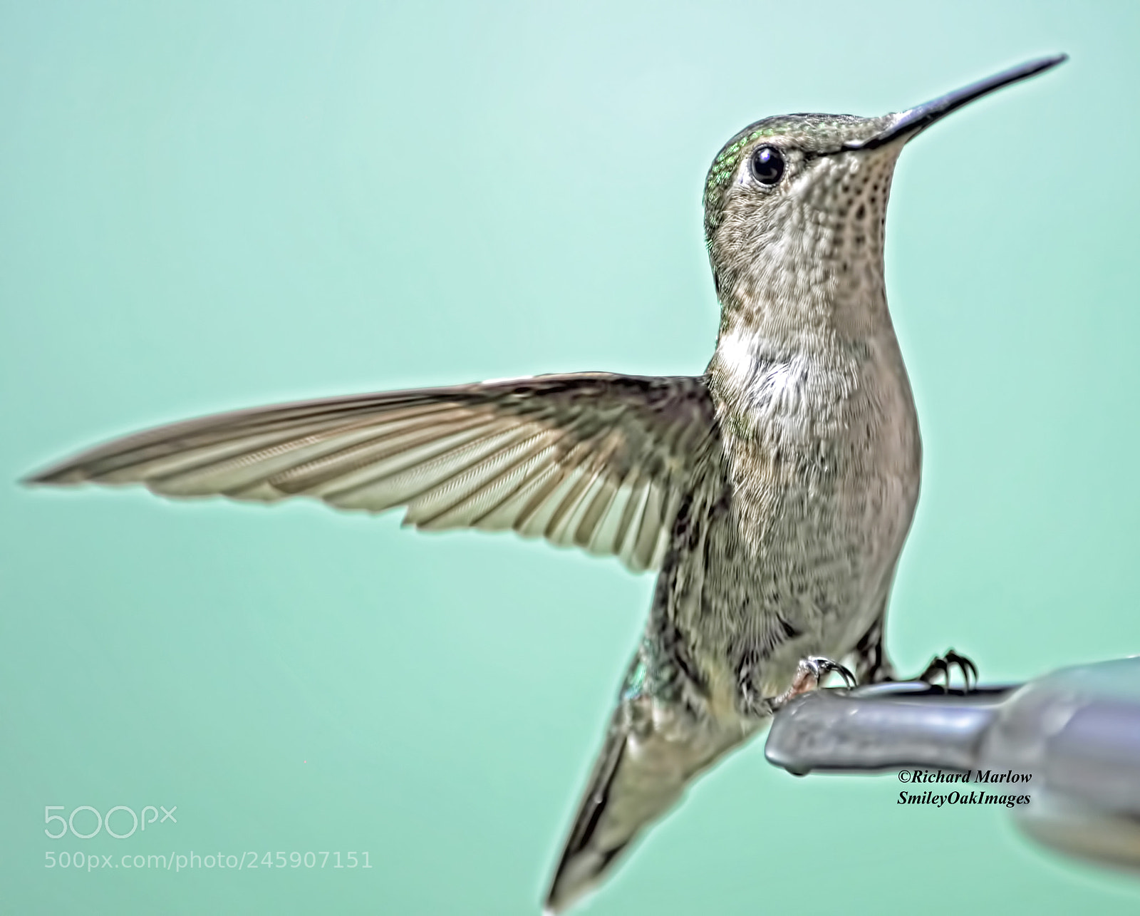 Nikon D5000 sample photo. Hummingbird photography