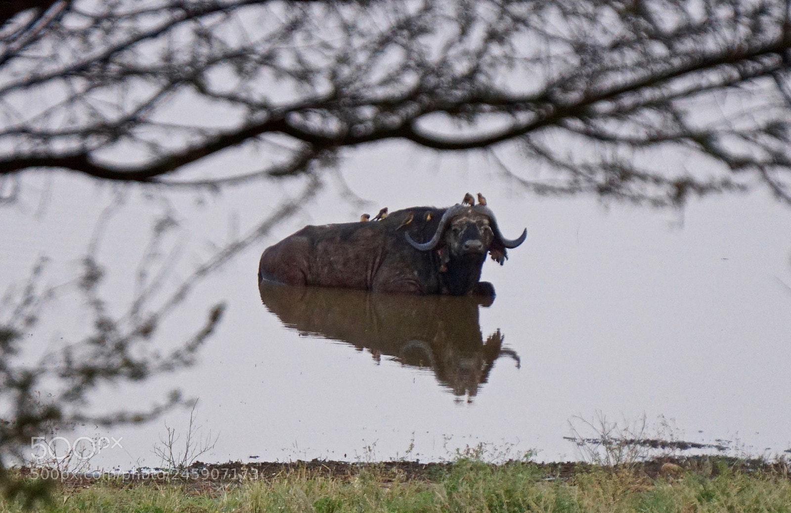 Sony Alpha a5000 (ILCE 5000) sample photo. Buffalo at lake manyara photography