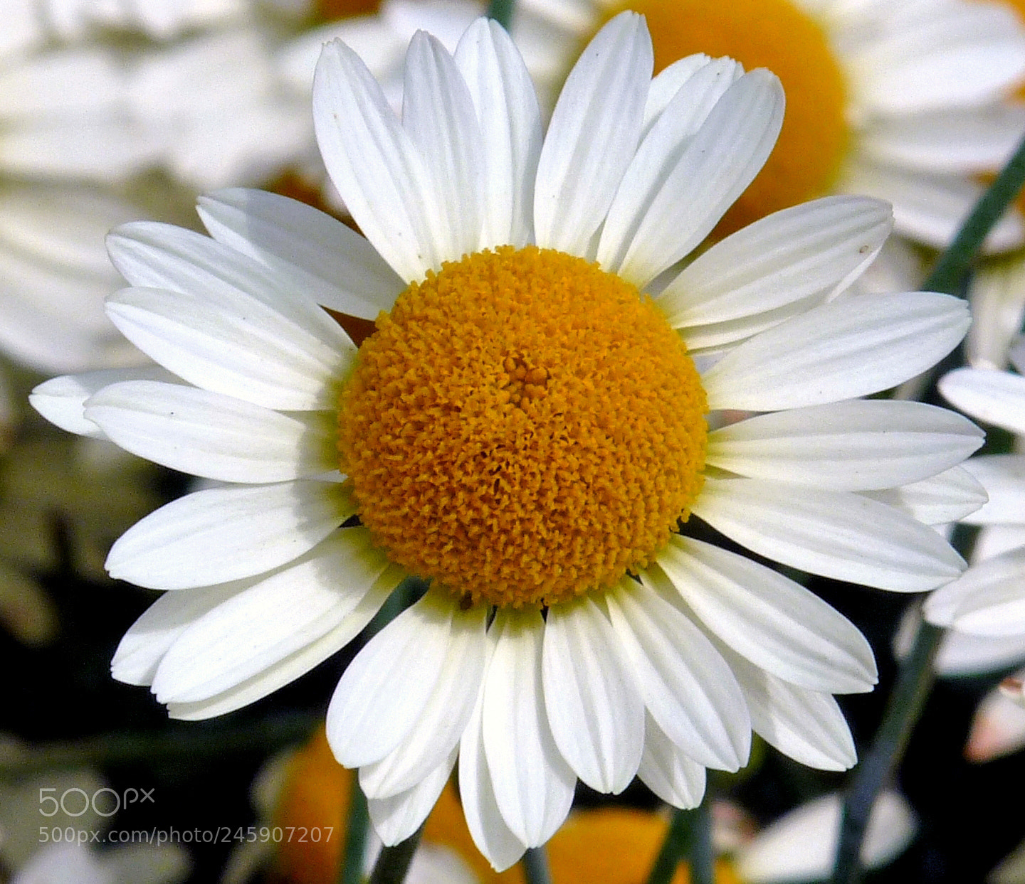 Panasonic Lumix DMC-FZ28 sample photo. National botanic gardens dublin photography