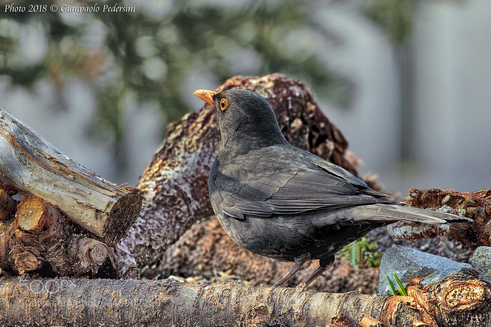 Canon EOS 7D Mark II sample photo. L'osservatore (observer) photography