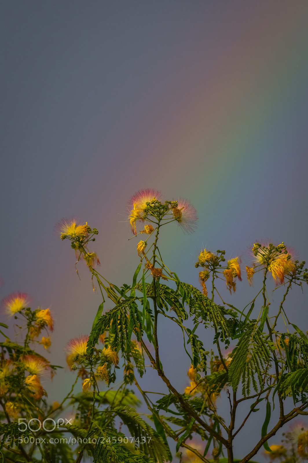 Pentax K-3 sample photo. Rainbow photography