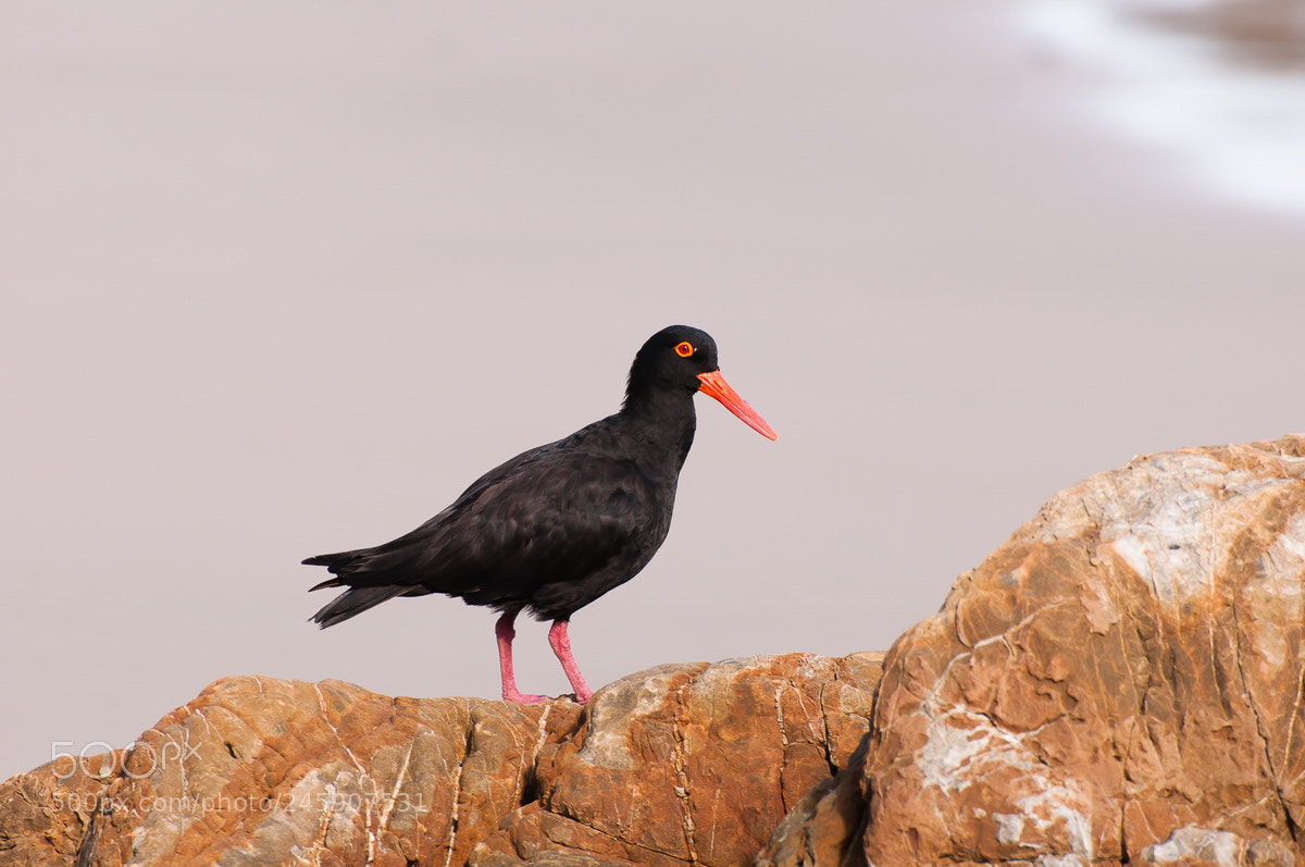 Nikon D90 sample photo. Oyster catcher photography