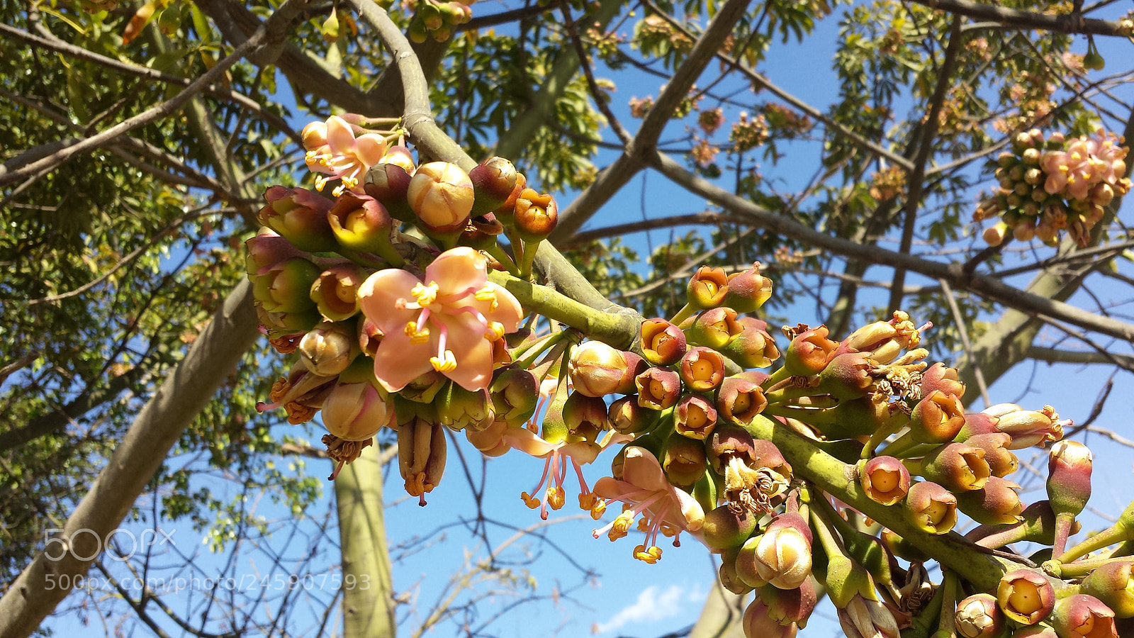Samsung Galaxy S4 sample photo. Flor de ceiba. photography