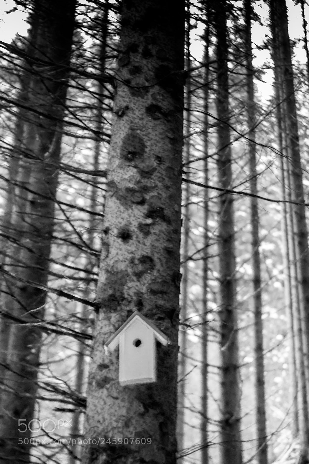 Canon EOS 450D (EOS Rebel XSi / EOS Kiss X2) sample photo. Blairwitch birds house photography