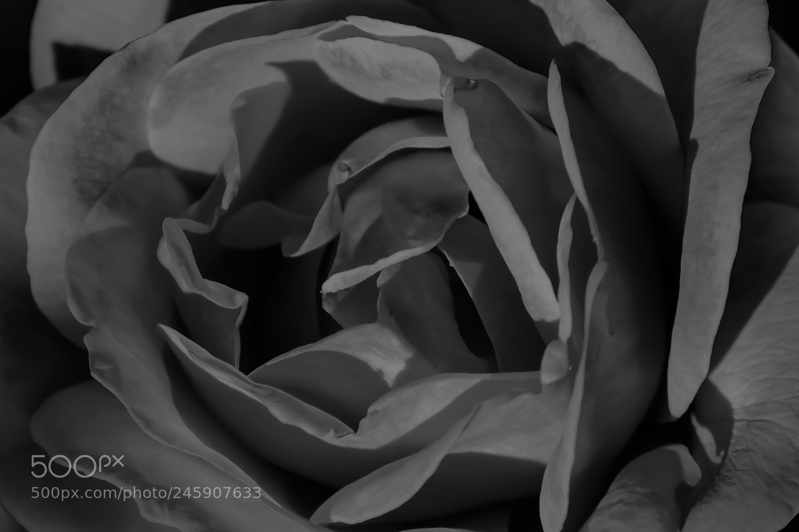 Nikon D3100 sample photo. Black rose photography